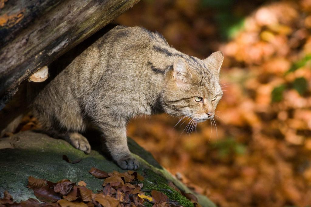 Das Thayatal und seine Wildkatzen