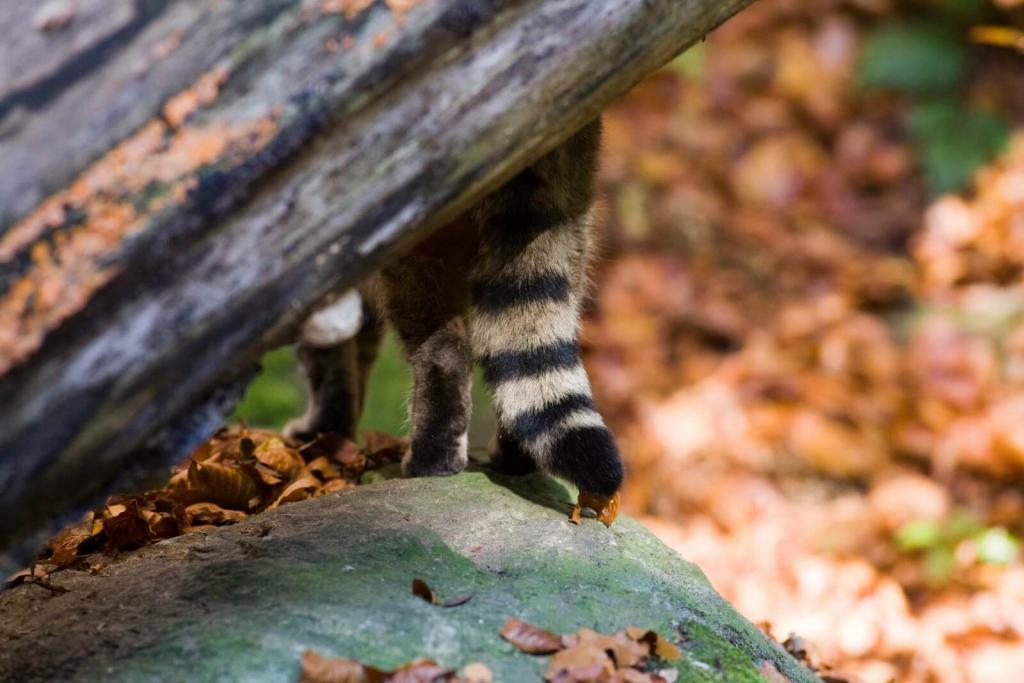 Das Thayatal und seine Wildkatzen © NP Thayatal D. Manhart Das Thayatal und seine Wildkatzen (c) NP Thayatal D. Manhart
