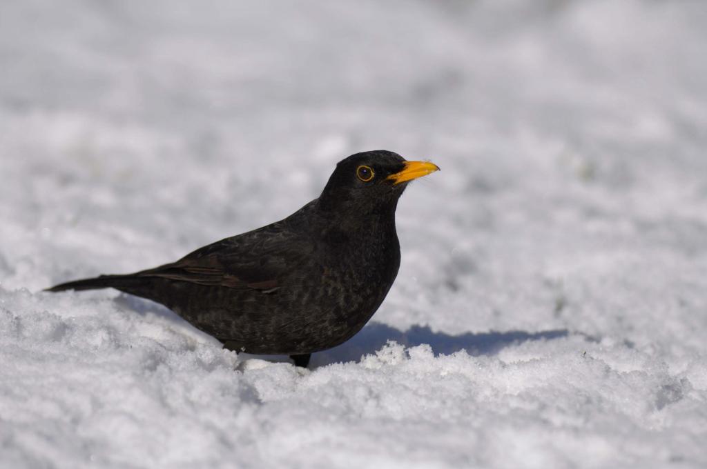 Amsel c BirdLife © Amsel c BirdLife Amsel c BirdLife