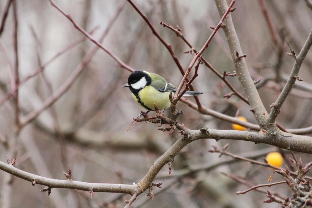 Kohlmeise c BirdLife