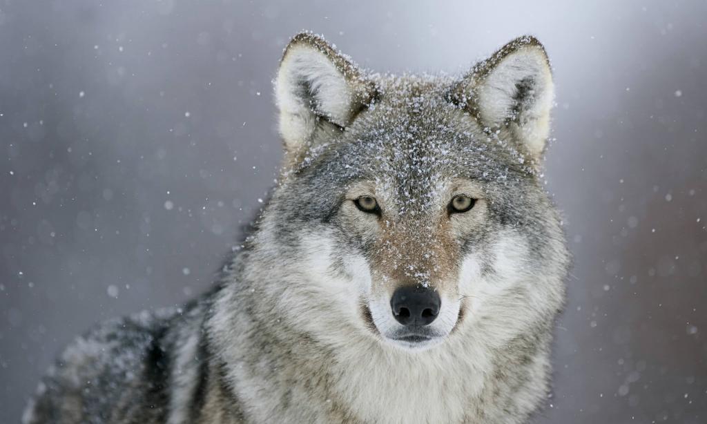 Tierstimmen Grauwolf