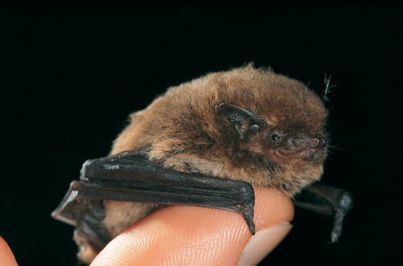 Zwergfledermaus Portrait, Pipistrellus pipistrellus, common pipistrelle, pipistrelle commune Tierstimmen erkennen