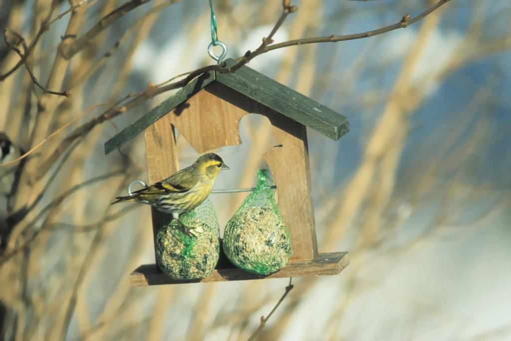 Erlenzeisig c BirdLife © Erlenzeisig c BirdLife Erlenzeisig (c) BirdLife