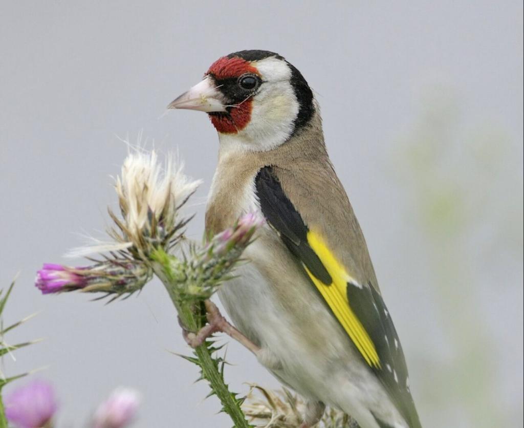 Stieglitz c Michael Dvorak BirdLife