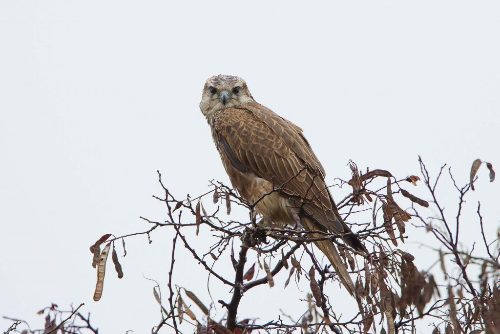 Sakerfalke BirdLife (c) Otto Samwald © c Otto Samwald Sakerfalke BirdLife (c) Otto Samwald