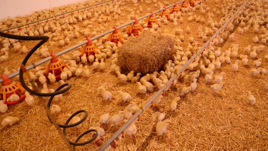 pp-huhn fakten2 c maria schoiswohl © c Maria Schoiswohl