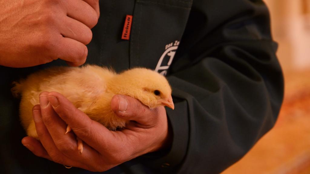 pp-huhn niebuhr c maria schoiswohl © c Maria Schoiswohl