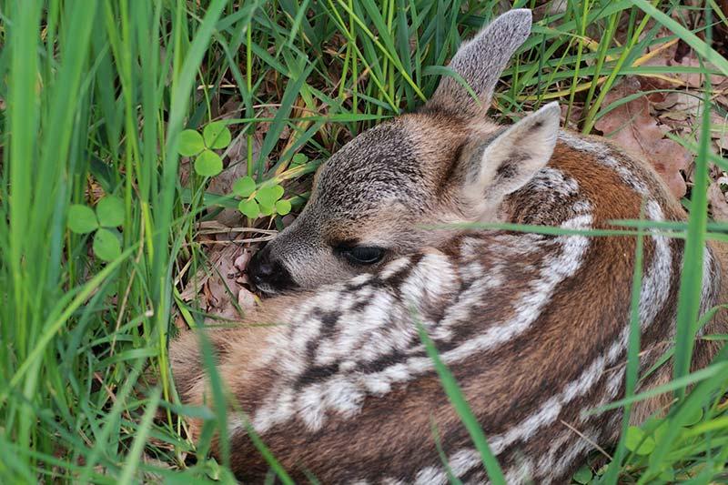 heimische-tierbabys_reh-kitz © Pixabay.com Rehkitz