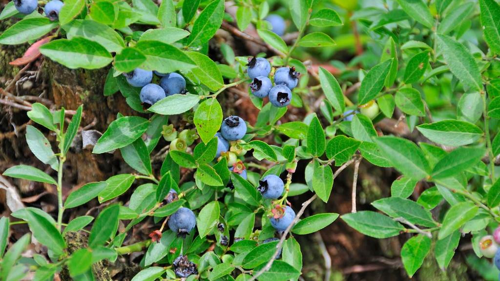 10 heimische essbare Beeren in Wiese, Wald und auf der Heide