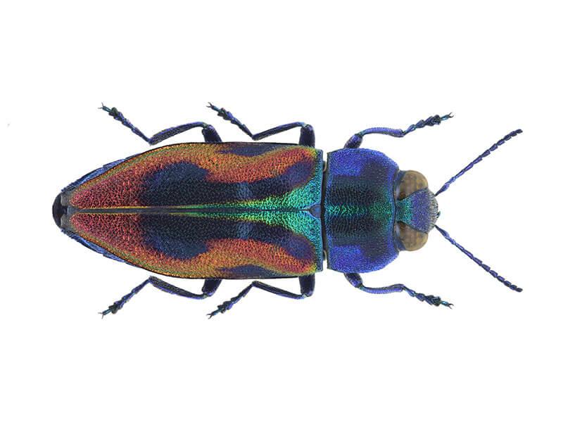 10 Heimische Kafer Die Du Kennen Solltest Bluhendes Osterreich