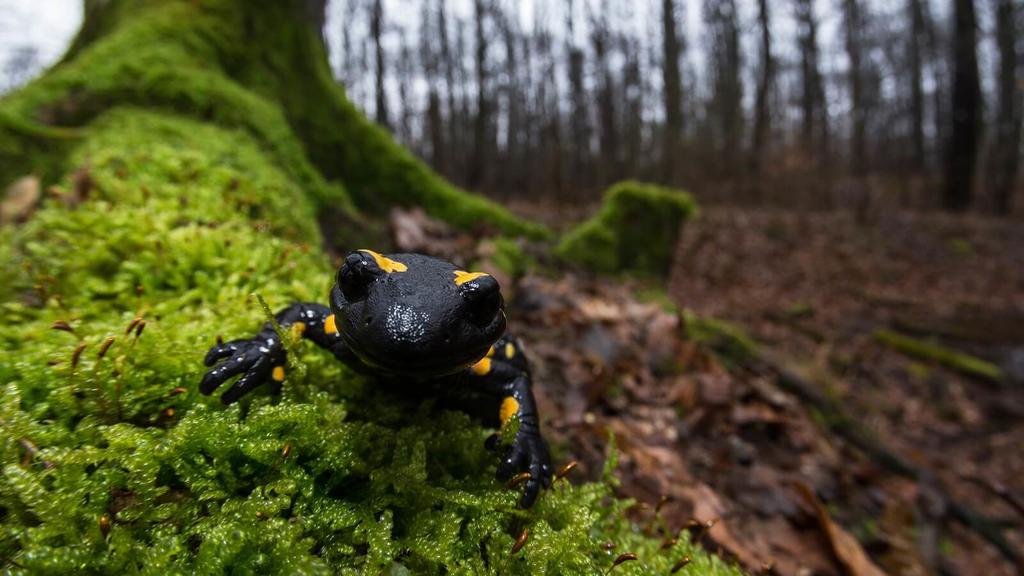 Feuersalamander Wienerwald © Christine Sonvilla Feuersalamander Wienerwald