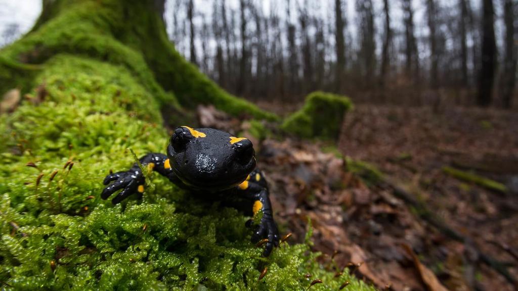 Feuersalamander Wienerwald