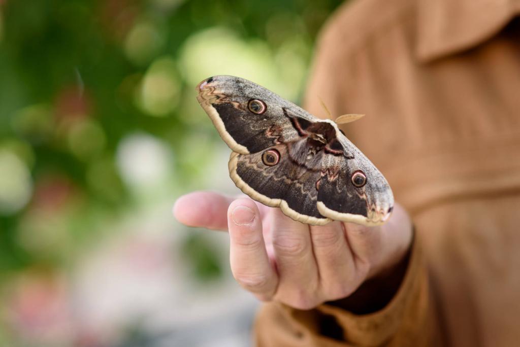 Nachtpfauenauge, größter Schmetterling Europas © Nachtpfauenauge, größter Schmetterling Europas