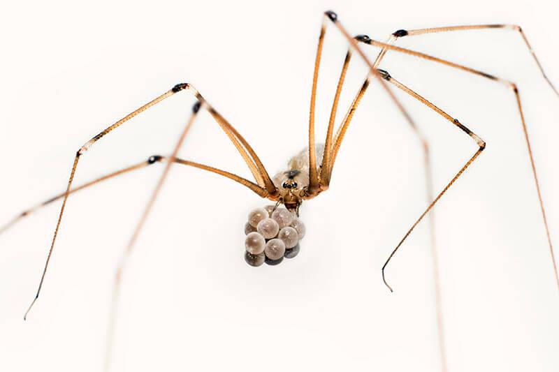 Spinnen: Große Zitterspinne (Pholcus phalangioides)