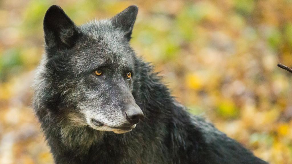 schwarzer Wolf_WSC © Rooobert Bayer schwarzer Wolf_WSC