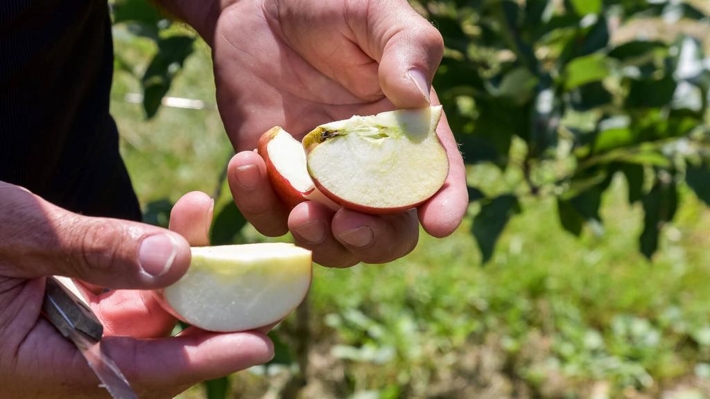 apfel_aufgeschnitten_c_REWE International AG © c REWE International AG