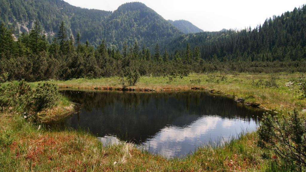 hochmoor-leckermoos-c-wildnisgebiet-duerrenstein © c Wildnisgebiet Dürrenstein