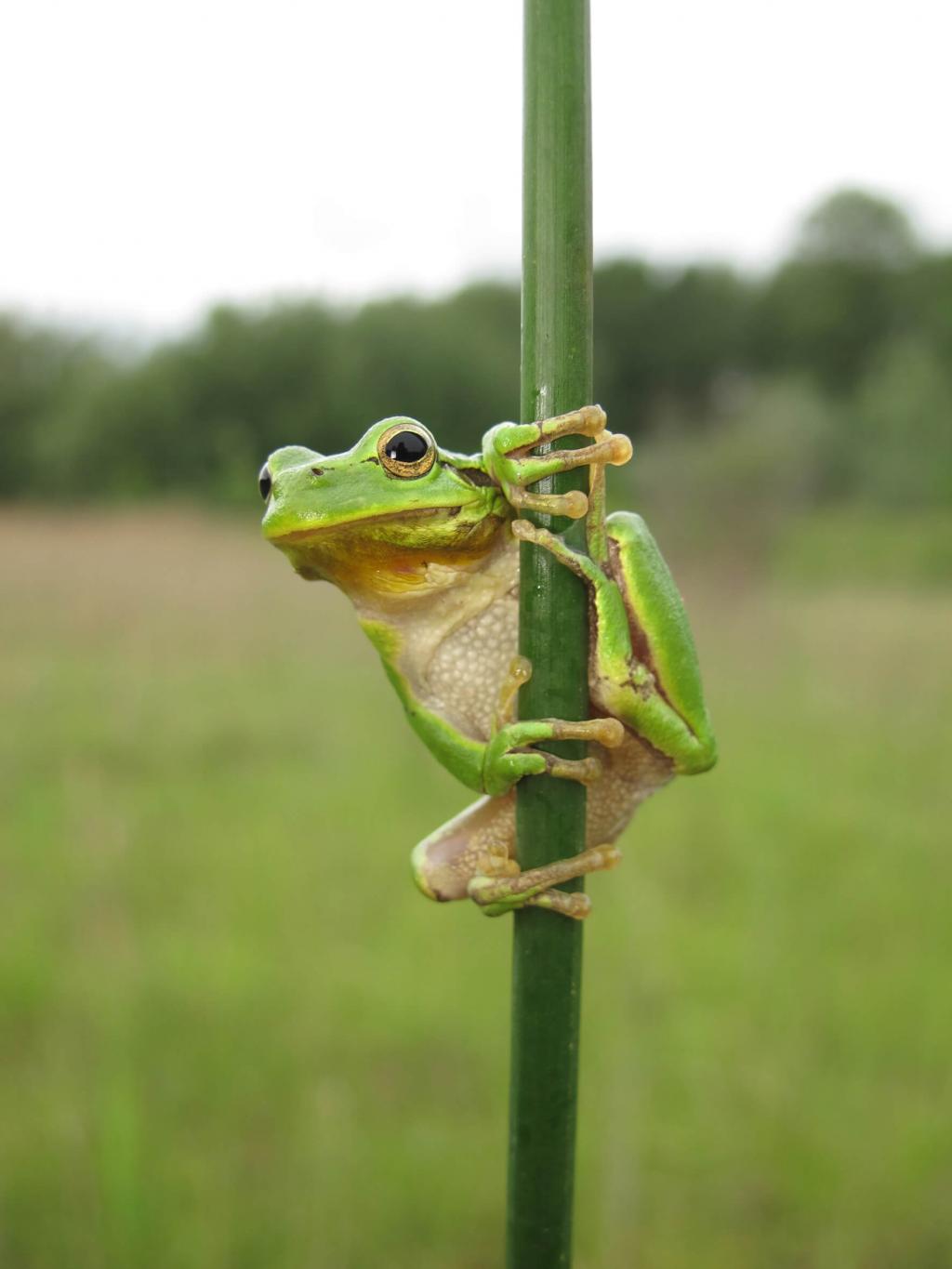 laubfrosch3_c_baumgartner © c Baumgartner
