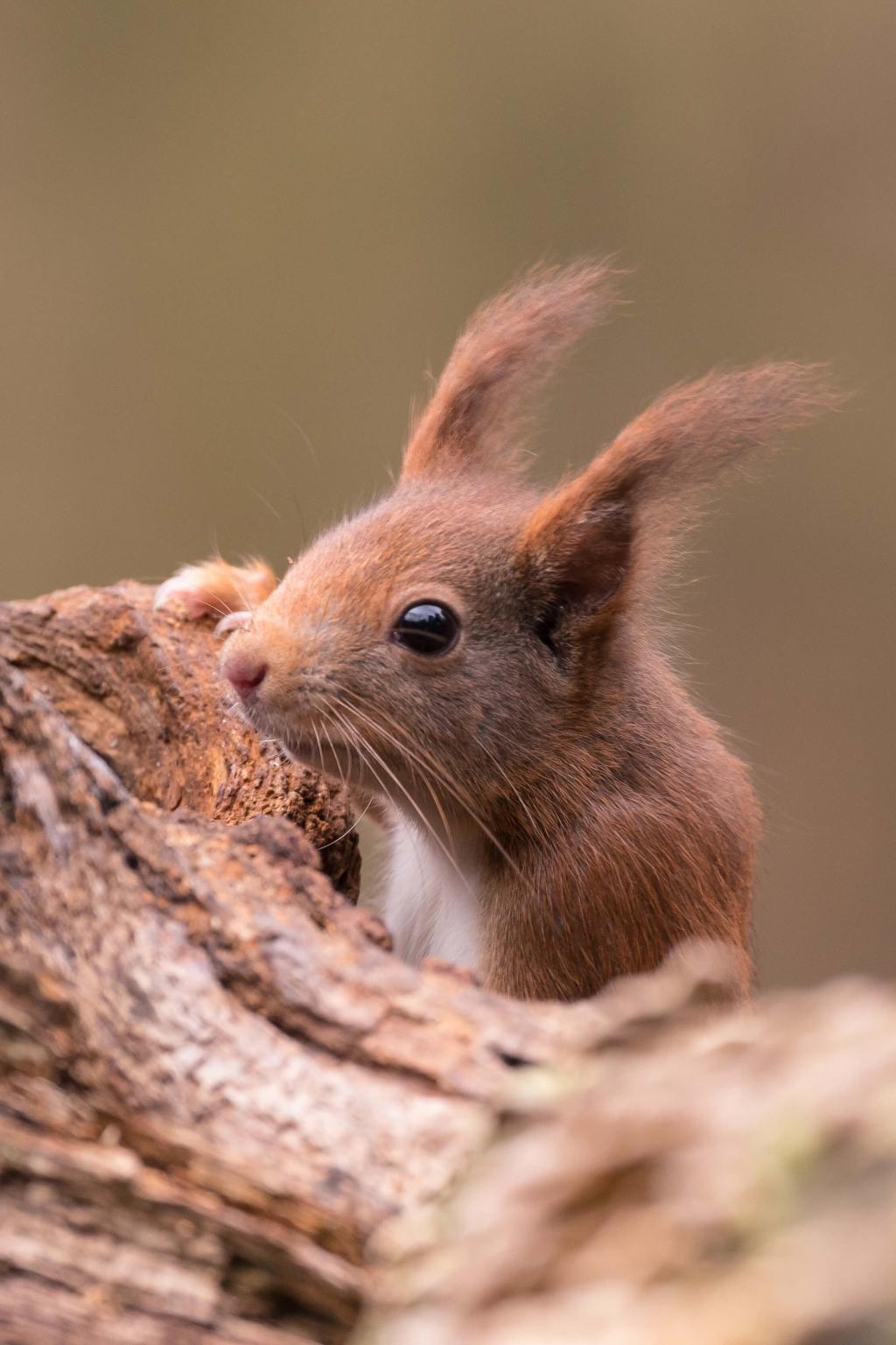 Tier Des Monats Europaisches Eichhornchen Bluhendes Osterreich
