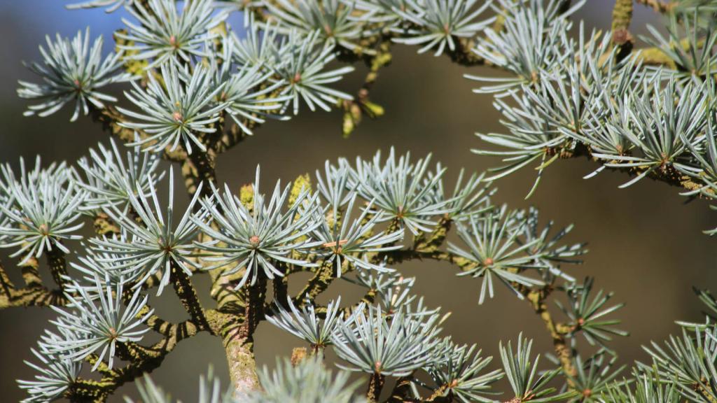 Cedrus atlantica © mtreasure/istock.com Atlas-Zeder, Ast mit Nadeln