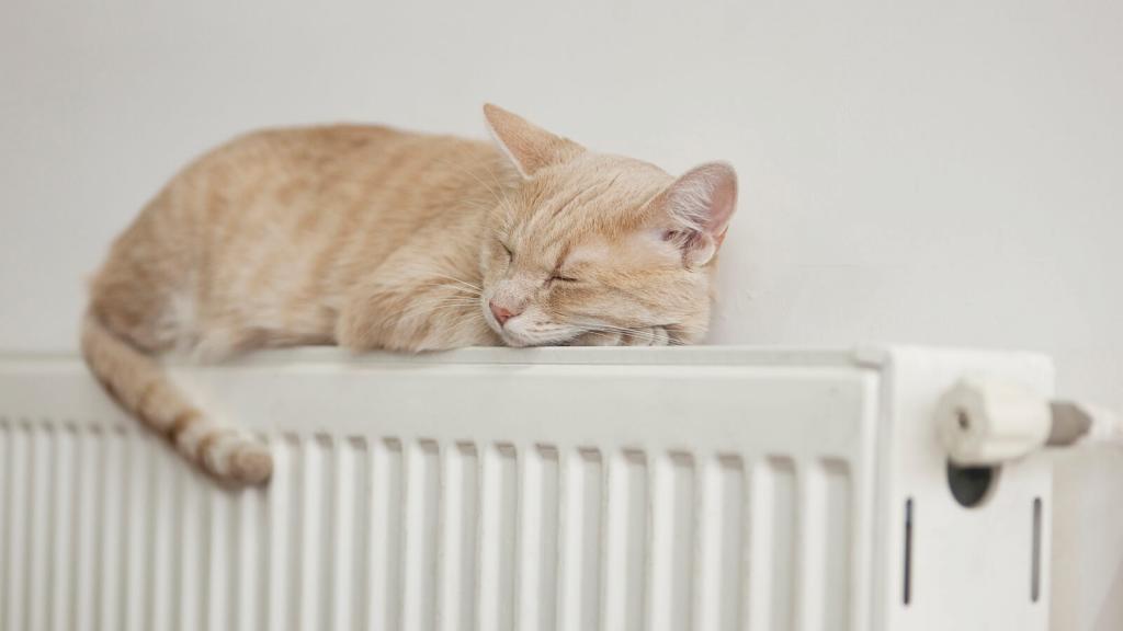 Lazy cat © rollover/istockfoto.com heiztipps