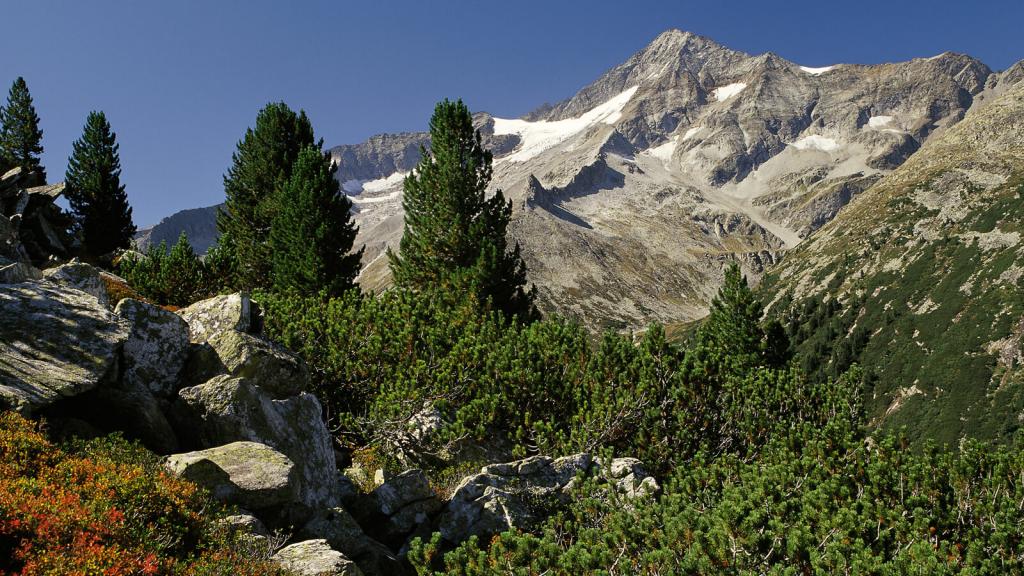 Zillertaler Hauptkamm, Landschaft mit Kiefern und Latschen