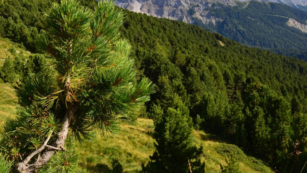 kleine_zirbe_c_simon-holzknecht_proholz_tirol © c Simon Holzknecht / proHolz Tirol