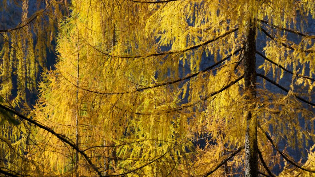Lärche in gelber Herbstfärbung
