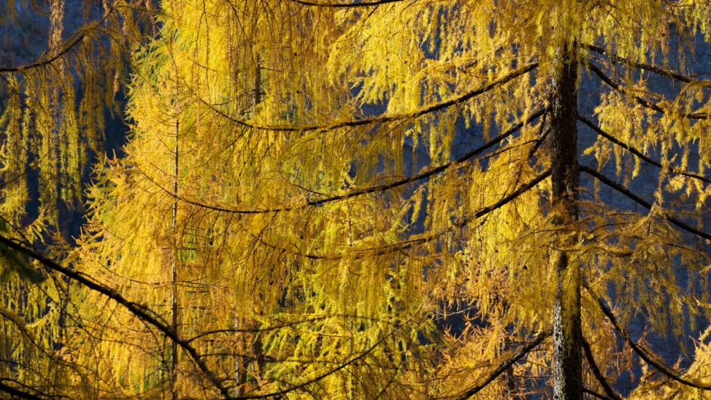 Larch trees © Istockfoto.com Lärche in gelber Herbstfärbung