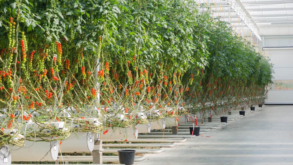 Tomatenpflanzen © Red Tomatoes Produktions GmbH Tomatenpflanzen