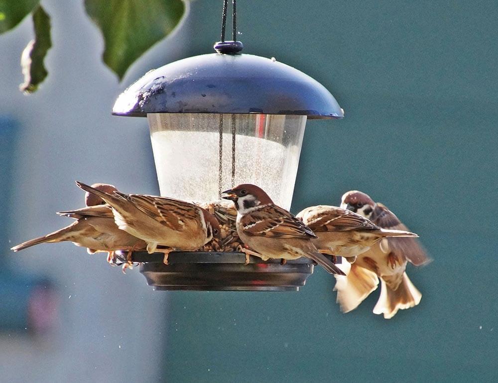 Vögel füttern im Winter. Spatzen. (c) BirdLife / Gertraude Stolz © Vögel füttern im Winter. Spatzen. (c) BirdLife / Gertraude Stolz Voegel fuettern im Winter. Spatzen.