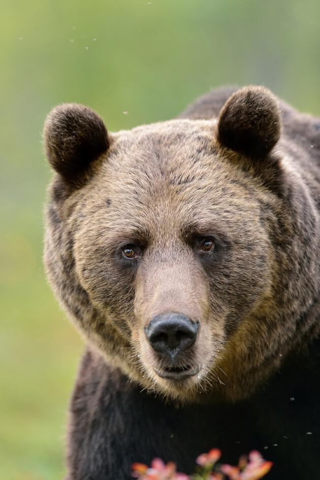 Braunbaren In Osterreich Wenn Ja Wie Viele Bluhendes Osterreich