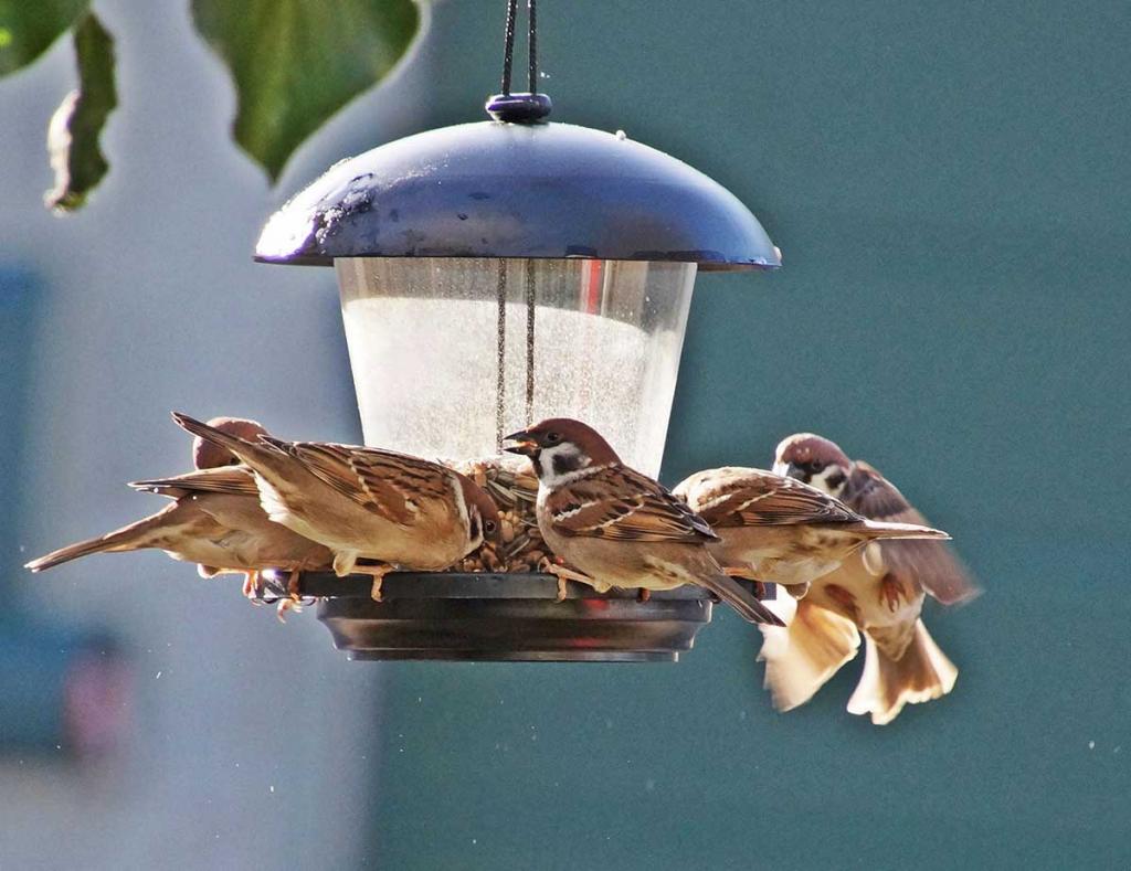 Stunde der Wintervögel © BirdLife / Getraude Stolz vögel füttern