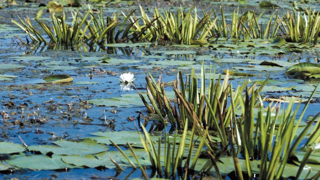 Teich mit Seerose © Umweltbundesamt Teich mit Seerose