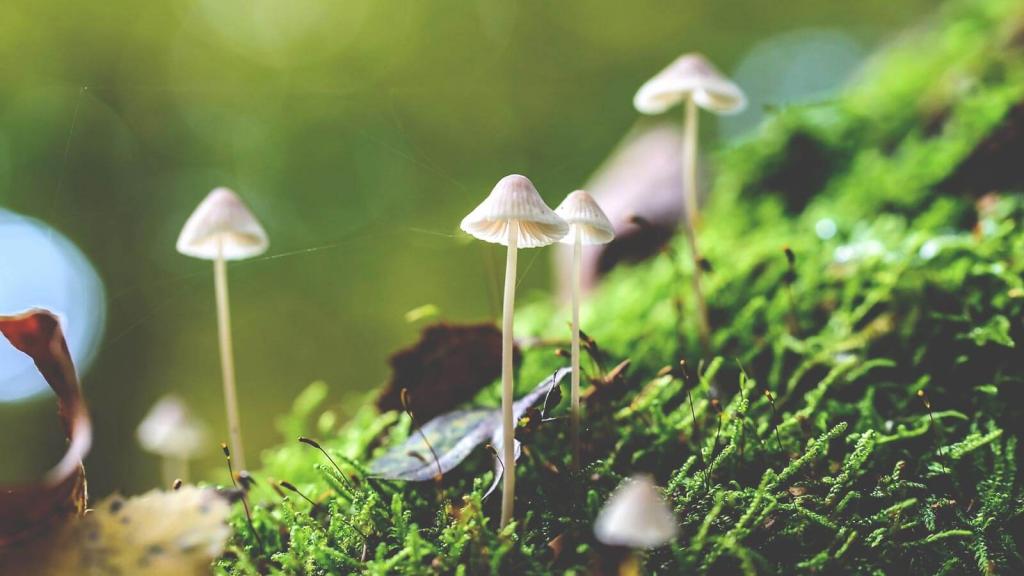 biologische vielfalt pilze