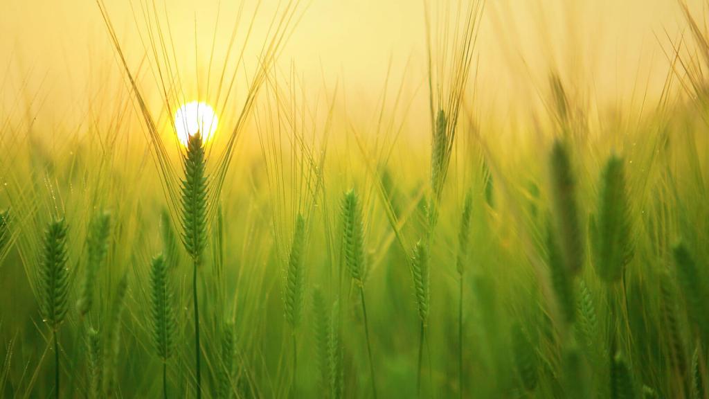 Kornfeld im Gegenlicht