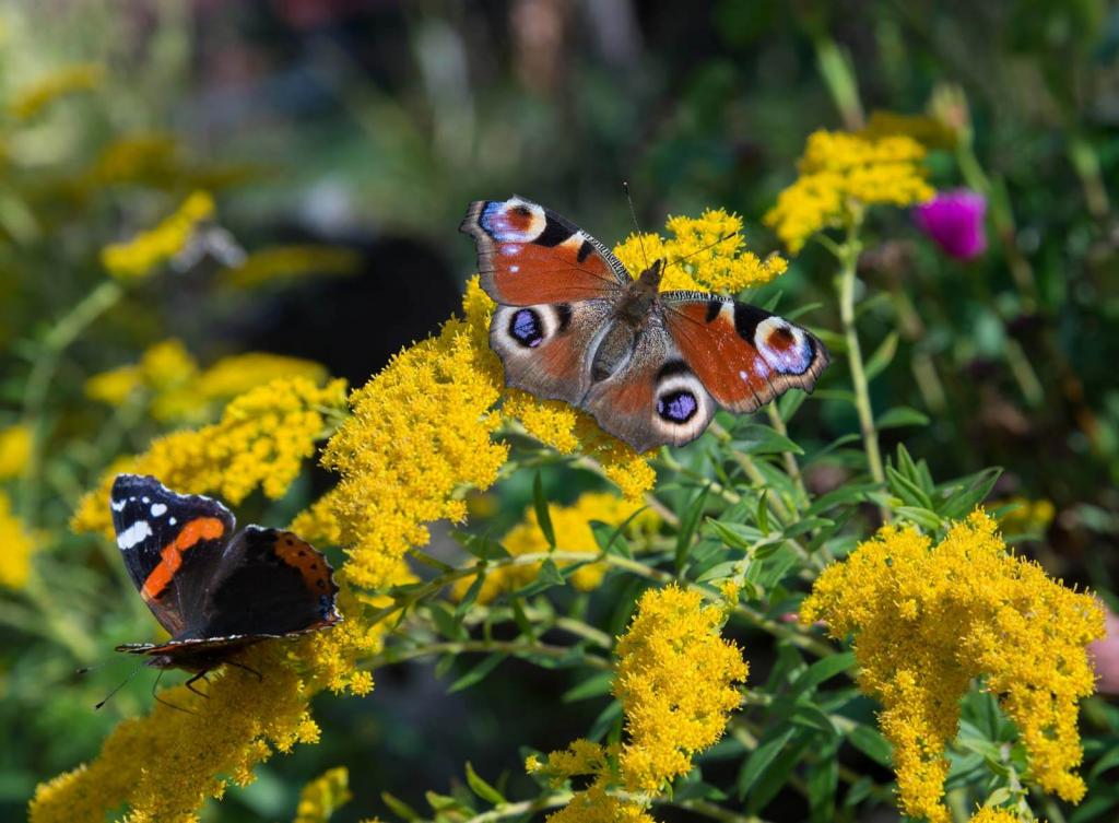 Heimische Schmetterlinge, Tagplauenauge und Admiral beim Blütenbesuch auf Goldrute
