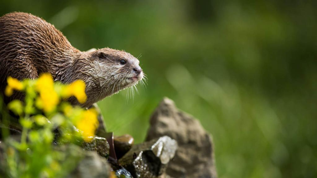 als-die-tiere-den-nationalpark-verliessen_shutterstock_lightpoet © (c) lightpoet / shutterstock Schutzgebiete Klimawandel