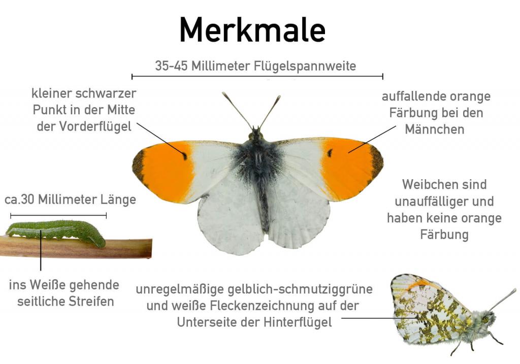 Aurorafalter Merkmale © Shutterstock / jps Aurorafalter Merkmale