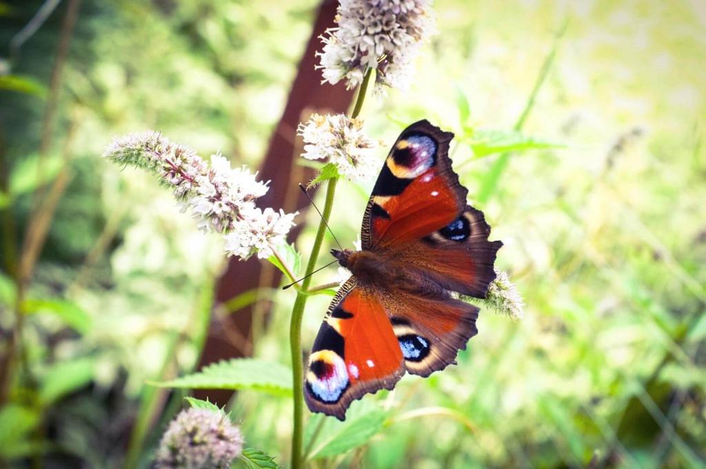 heimische-schmetterlinge-shutterstock_artyouare © (c) Shutterstock / artyouare Heimische Schmetterlinge: Tagpfauenauge