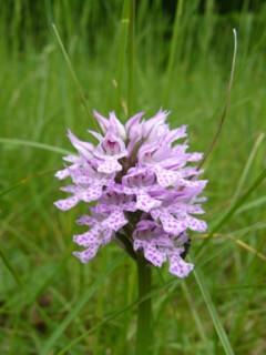 Natur schuetzen_orchidee © (c) Verein Lanius Natur schützen mit Lanius