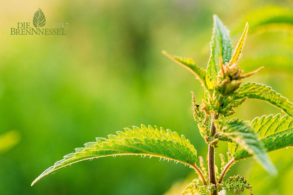 BRENNNESSEL-shutterstock_Grisha-Bruev © (c) Shutterstock / Grisha Bruev Naturschutzpreis Die Brennnessel