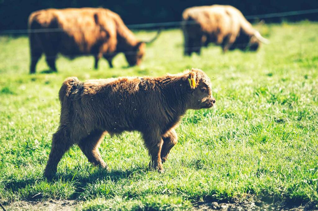 hochlandrinder_naturschutz-muehlbergerhof-kalb © (c) Blühendes Österreich / Alex Papis Hochlandkalb am Muehlbergerhof