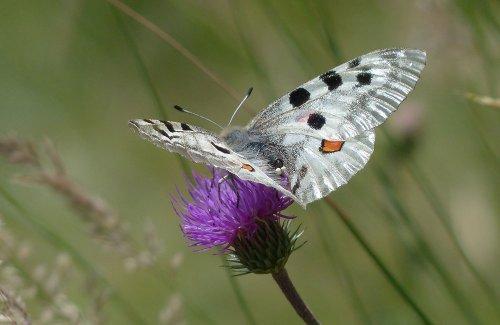 schmetterline-apollofalter_pixabay © (c) Pixabay Schmetterling Apollofalter