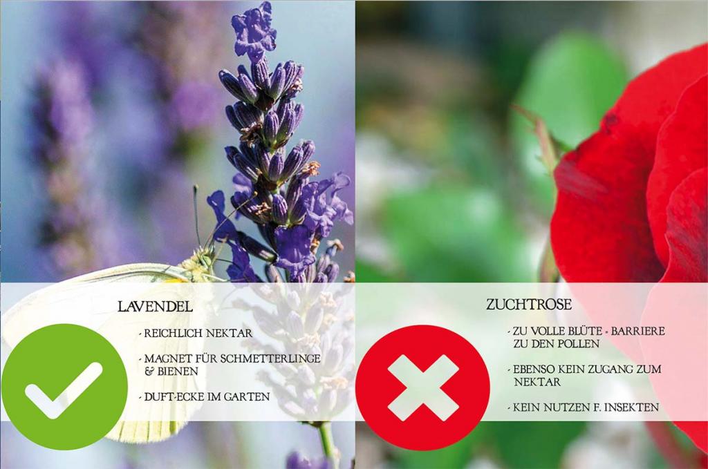 LAVENDEL VS ZUCHTROSE