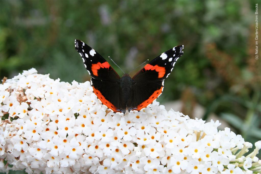 Admiral auf Blüte. 