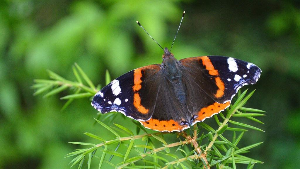 Schmetterlinge bestimmen: Admiral © Pixabay Schmetterlinge bestimmen: Admiral