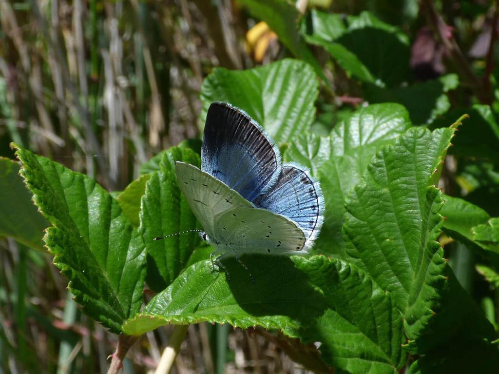 blue-butterfly-2314043_1920_klein © (c) Faulbaum-Bläuling / Pixabay