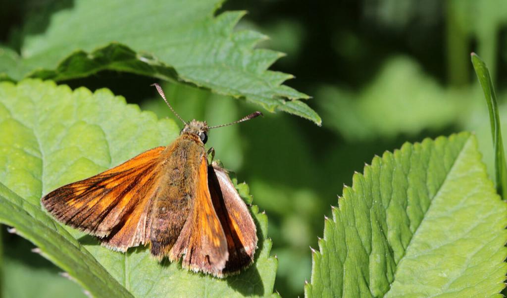 butterfly-1487899_1920_klein © (c) Rostfarbiger Dickkopffalter / Pixabay