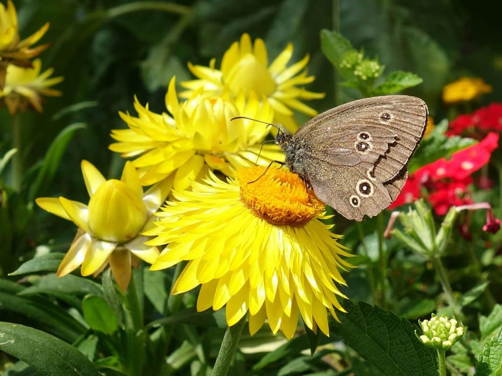 Der Schornsteinfeger © Schornsteinfeger / Pixabay Der Schornsteinfeger